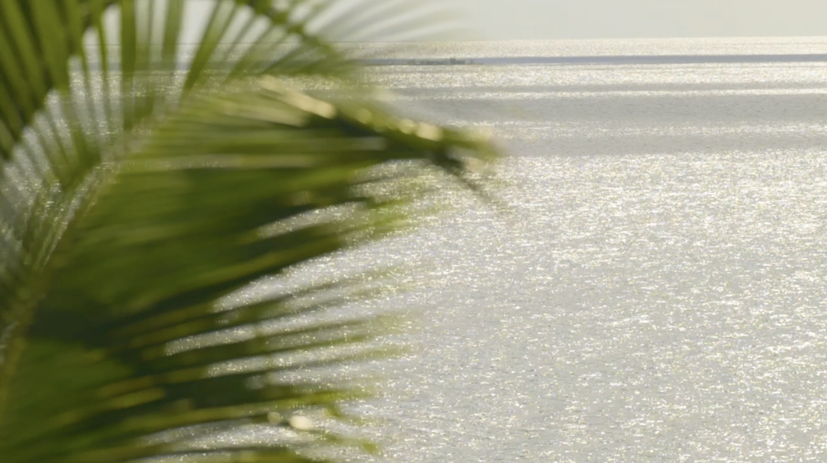 palm tree in front of water
